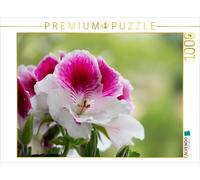 CALVENDO Puzzle Pelargonium 'Elegance Bravo' (Pelargonium grandiflorum) 1000 Pieces 64 x 48 cm from Dieter Fuchs