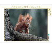 CALVENDO Puzzle Eichhörnchen 1000 Teile Puzzle quer 1000 Pieces 64 x 48 cm from SchnelleWelten