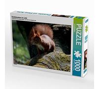 CALVENDO Puzzle Eichhörnchen im Licht 1000 Teile Puzzle quer 1000 Pieces 64 x 48 cm from SchnelleWelten