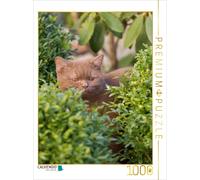 CALVENDO Puzzle Une Image du Calendrier British Short 1000 Pieces 48 x 64 cm from Verena Scholze
