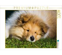 CALVENDO Puzzle Ein entzückendes Colliekind | 1000 Teile Lege-Größe 64 × 48 cm F
