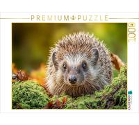 CALVENDO Puzzle Ein Igel krabbelt durch buntes Laub und Moos - der Herbst ist da