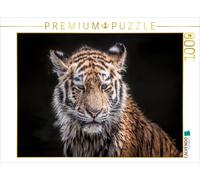 CALVENDO Puzzle A young tiger after a bath | 1000 pieces, finished size 25.2 × 1