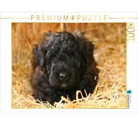CALVENDO Puzzle Ein Motiv aus dem Kalender Bouvier des Flandres | 1000 Teile Leg