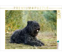 CALVENDO Puzzle Ein Motiv aus dem Kalender Bouvier des Flandres | 1000 Teile Leg