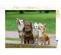 CALVENDO Puzzle Ein Motiv aus dem Kalender Chihuahuas - kleine Herzensbrecher |
