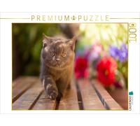 CALVENDO Puzzle Ein Motiv aus dem Kalender Kittens - Britisch Kurzhaar Katzenkin