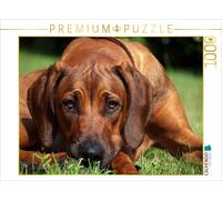 CALVENDO Puzzle Ein Motiv aus dem Kalender Ridgebacks - Hunde aus Afrika | 1000