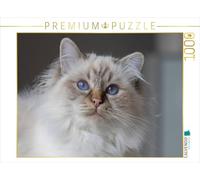 CALVENDO Puzzle EIN Motiv aus dem Kalender Traumhafte Heilige Birma Katzen 1000 Teile Puzzle quer 1000 Pieces 64 x 48 cm from Michaela Münch