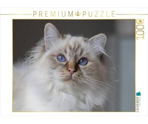 CALVENDO Puzzle EIN Motiv aus dem Kalender Traumhafte Heilige Birma Katzen 1000 Teile Puzzle quer 1000 Pieces 64 x 48 cm from Michaela Münch