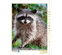CALVENDO Puzzle Ein Motiv aus dem Kalender Waschbär - putziger Allesfresser | 10