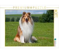 CALVENDO Puzzle Ein traumhaft schöner Collie Rüde | 1000 Teile Lege-Größe 64x48c