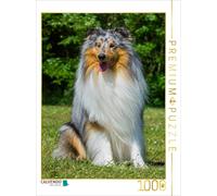 CALVENDO Puzzle Un Magnifique mâle Blue Merle Collie 1000 Pieces 48 x 64 cm from Sista-Tierfoto