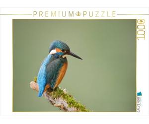 CALVENDO Puzzle Eisvogel 1000 Teile Puzzle quer 1000 Pieces 64 x 48 cm from Johann Schörkhuber