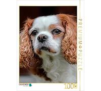 CALVENDO Puzzle Épagneul Cavalier King Charles 1000 Pieces 48 x 64 cm from Peter Roder