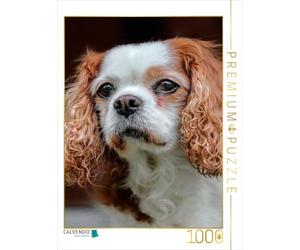 CALVENDO Puzzle Épagneul Cavalier King Charles 1000 Pieces 48 x 64 cm from Peter Roder