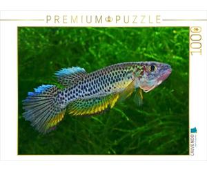 CALVENDO Puzzle Epiplatys esekanus - Cameroun 1000 Pieces 64 x 48 cm from Rudolf Pohlmann