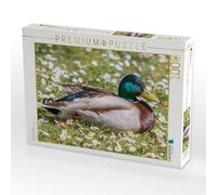 CALVENDO Puzzle Erpel Auf Einer Wiese 1000 Teile Puzzle quer 1000 Pieces 64 x 48 cm from Fabian Junge