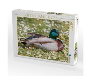 CALVENDO Puzzle Erpel Auf Einer Wiese 1000 Teile Puzzle quer 1000 Pieces 64 x 48 cm from Fabian Junge