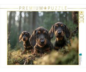 CALVENDO Puzzle Est-ce Peut-être Un Blaireau | 1000 pièces de Taille de la Ponte 64 x 48 cm Puzzle Photo pour des Heures heureuses