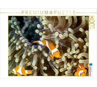 CALVENDO Puzzle Falscher Clown - Anemonenfisch 1000 Teile Puzzle quer | 1000 pie