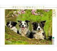 CALVENDO Puzzle Famille de Border Collie 1000 Pieces 64 x 48 cm from Kathrin Köntopp