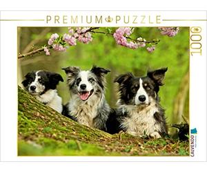 CALVENDO Puzzle Famille de Border Collie 1000 Pieces 64 x 48 cm from Kathrin Köntopp