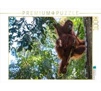CALVENDO Puzzle Famille Orang-Utan (Pongo pygmaeus), Bornéo, 1000 pièces, Taille à Plat, 64 x 48 cm, Puzzle Photo pour des Heures de Bonheur