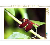 CALVENDO Puzzle Firefly, Borneo | 1000 pieces, finished size 25.2 × 18.9 in (64