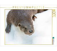 CALVENDO Puzzle Fischotter 1000 Teile Puzzle quer 1000 Pieces 64 x 48 cm from Christian Haidl