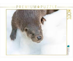CALVENDO Puzzle Fischotter 1000 Teile Puzzle quer 1000 Pieces 64 x 48 cm from Christian Haidl