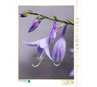 CALVENDO Puzzle Fleurs d'Hosta 1000 Pieces 48 x 64 cm from Gisela Kruse
