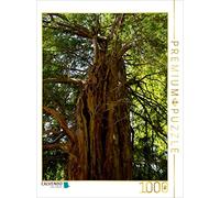 CALVENDO Puzzle Forêt d'ifs 1000 Pieces 48 x 64 cm from Maria Reichenauer Maria