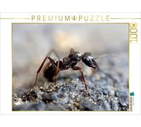 CALVENDO Puzzle Fourmis - l'ordre dans la Confusion 1000 Pieces 64 x 48 cm from Peter Roder