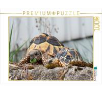 CALVENDO Puzzle Fritz and Willi, two turtles | 1000 pieces, finished size 25.2 ×