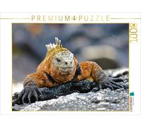 CALVENDO Puzzle Galápagos sea lizard | 1000 pieces, finished size 25.2 × 18.9 in
