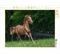 Puzzle CALVENDO Galop en plein air | 1000 pièces, format assemblé 64 × 48 cm | P