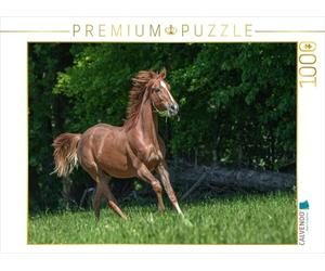 CALVENDO Puzzle Galoper sous Le Ciel Ouvert 1000 Pieces 64 x 48 cm from Margret v Conta