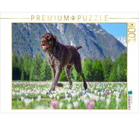 CALVENDO Puzzle German Wirehaired Pointer in the Blossoming Splendor of Spring |