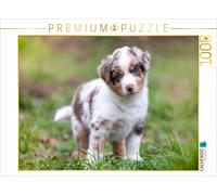 CALVENDO Puzzle Chiot Pie d'Aussie aux Yeux Bleus vifs et au Regard touchant 1000 Pieces 64 x 48 cm from Verena Scholze