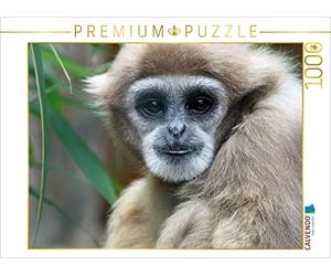 CALVENDO Puzzle Gibbon à Mains Blanches 1000 Pieces 64 x 48 cm from Martina Berg