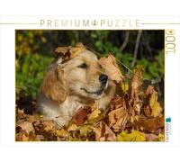 CALVENDO Puzzle Golden Retriever 1000 Pieces 64 x 48 cm from Sista-Tierfoto
