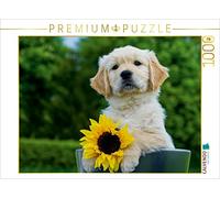 CALVENDO Puzzle Golden Retriever 1000 Pieces 64 x 48 cm from Sista-Tierfoto