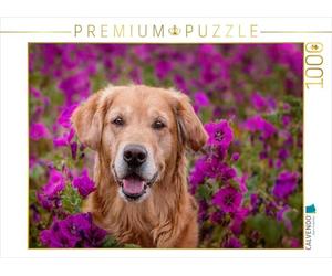 CALVENDO Puzzle Golden Retriever dans Une mer de Fleurs 1000 Pieces 64 x 48 cm from Daniela Hofmeister