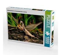 CALVENDO Puzzle Gottesanbeterin in Griechenland (Iris oratoria) 1000 Teile Puzzle quer 1000 Pieces 64 x 48 cm from Benny Trapp