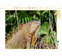 CALVENDO Puzzle Green iguana | 1000 pieces, finished size 25.2 × 18.9 in (64 × 4