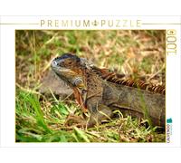 CALVENDO Puzzle Green iguana | 1000 pieces, finished size 25.2 × 18.9 in (64 × 4