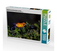 CALVENDO Puzzle Grenouille des Fraises (Dendrobates pumilio) 1000 Pieces 64 x 48 cm from Uwe Bergwitz