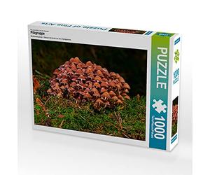 CALVENDO Puzzle Groupe Champignon 1000 Pieces 64 x 48 cm from Peter Roder