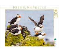 CALVENDO Puzzle Groupe de macareux - Fratercula Arctica 1000 Pieces 64 x 48 cm from Janita Webeler